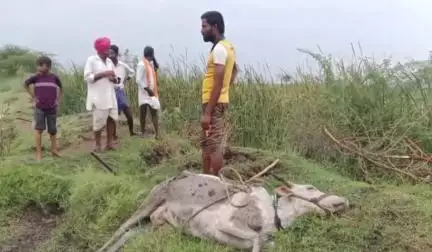 ದೇವದುರ್ಗ: ಉಳಕಬಂಡ ತಾಂಡದಲ್ಲಿ ಸಿಡಿಲು ಬಡಿದು ಆಕಳು ಸಾವು