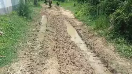 ভাতার: ভাতারের মাদপুর গ্রামের রাস্তার বেহাল দশা, স্কুলের ছাত্র-ছাত্রীরা স্কুল যেতে পারছে না#jansamasua