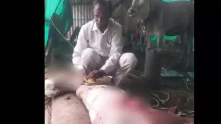 मिरज: म्हैसाळ येथे मोकाट कुत्र्यांच्या हल्ल्यात खोंडाचा मृत्यू