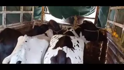 उदगीर: उदगीरात कत्तलीसाठी आणलेले आठ गोवंश पोलिसांनी घेतले ताब्यात,दोघावंर गुन्हा नोंद