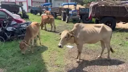 जयनगर: कटहाडीह में मवेशियों की हत्या की योजना बना रहे एक आरोपी को पुलिस ने किया गिरफ्तार