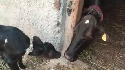 आज इन दोनों को तृतीय दिवस है बहुत-बहुत बधाइयां है