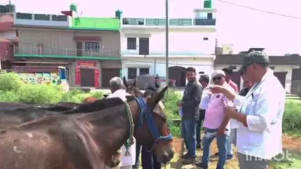 नजीबाबाद: राहतपुर और साहनपुर में घोड़े और खच्चरों में हुई बीमारी, उप मुख्य पशु चिकित्सा अधिकारी नजीबाबाद ने दी जानकारी