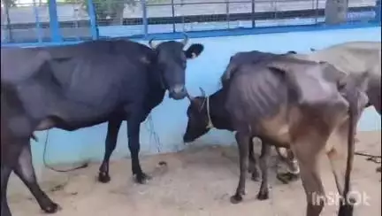 ಶಿಕಾರಿಪುರ: ಶಿರಾಳಕೊಪ್ಪ ಪೊಲೀಸರ ಕಾರ್ಯಾಚರಣೆ:47 ಜಾನುವಾರುಗಳ ರಕ್ಷಣೆ