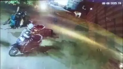 निवाड़ी: निवाड़ी नगर के वार्ड नंबर-5 से गाय हुई चोरी, CCTV फ़ुटेज आया सामने