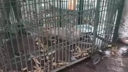 बहराइच: बहराइच वन विभाग के पिंजरे में कैद हुआ खूनी भेड़िया, डीएफओ अजीत प्रताप सिंह ने दी जानकारी