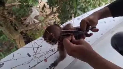 ভগবানগোলা ২: ভগবানগোলায় নেটে আটকে পড়া হনুমানের বাচ্চা উদ্ধার, ফিরল মায়ের কাছে