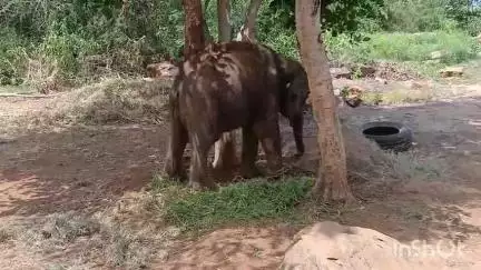 மேட்டுப்பாளையம்: பவானிசாகர் நீர் தேக்க பகுதியில் தாயை பிரிந்த குட்டி யானையை சேர்த்து வைக்க 10 நாட்களாக போராடும் வனத்துறை