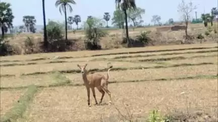 डोभी: नीलगाय के आतंक से रानीचक के किसान परेशान, फसल सुरक्षा के लिए कृषि विभाग में किया आवेदन