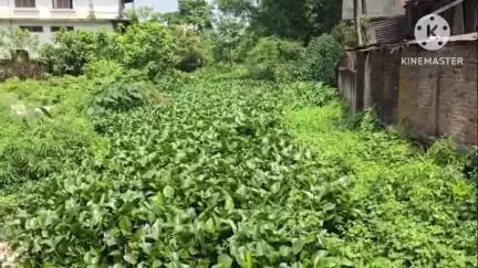 পশ্চিম যোৰহাট: মৃতপ্ৰায় অৱস্থাত টোকলাই জান, আৱৰ্জনাৰে আৱদ্ধ হোৱাৰ ফলত নগৰৰ মাজমজিয়াত সৃষ্টি হৈছে কৃত্ৰিম বান #jansamasya