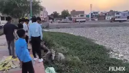 मुरैना नगर: बड़ोखर: तालाब में फंसा गोवंश, गौसेवकों ने रेस्क्यू कर सुरक्षित निकाला