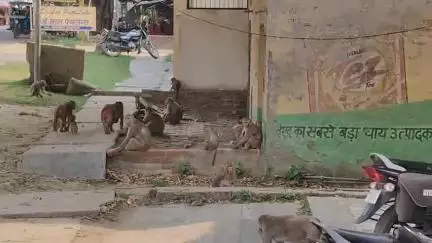 सिधौली: नगर पंचायत सिधौली में बंदरों का आतंक जारी, जिम्मेदार मौन दिखाई दे रहे हैं