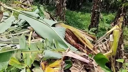 പുനലൂർ: തെന്മല ഗ്രാമപഞ്ചായത്തിന്റെ വിവിധ പ്രദേശങ്ങളിൽ കാട്ടാന ശല്യം രൂക്ഷമെന്ന് പരാതി #localissue