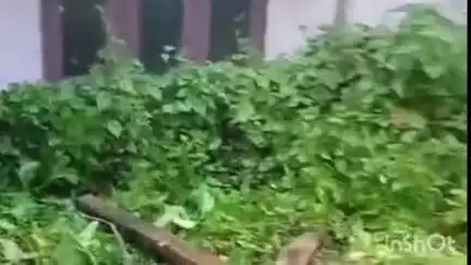 അടൂര്‍: പന്തളം മുടിയൂർക്കോണത്ത് കിണറ്റിൽ വീണ പോത്തിനെ അഗ്നിരക്ഷാ സേന രക്ഷപ്പെടുത്തി