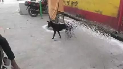 मथुरा: नगर निगम के वार्ड नंबर 31 में बकरा ईद की कुर्बानी के बाद मलवा मंदिर के आगे फेंका लोग परेशान #jansamasya