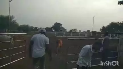 धमतरी: धमतरी नगर निगम का शहर में घूमने वाले आवारा मवेशियों के खिलाफ धरपकड़ अभियान जारी