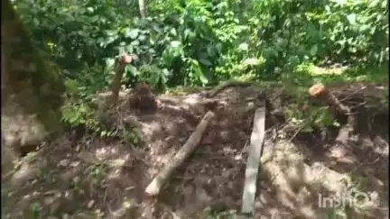 ಚಿಕ್ಕಮಗಳೂರು: ಕೆಸವಿನಹಕ್ಲು, ಚಂಡಗೋಡು ಗ್ರಾಮದಲ್ಲಿ ದಾಂಧಲೆ, ಕಾಫಿ ಬೆಳೆ ನಾಶ