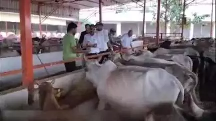 मनोहरथाना: मनोहर थाना मुरलीधर गौशाला में उपखंड अधिकारी अरविंद शर्मा ने वृक्षारोपण किया और गोवंशों को चारा खिलाया
