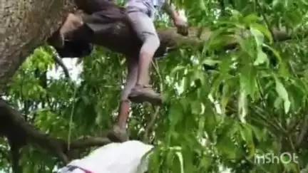बदनावर: एक नाबालिग लड़के का शव आम के पेड़ पर लटका हुआ मिला