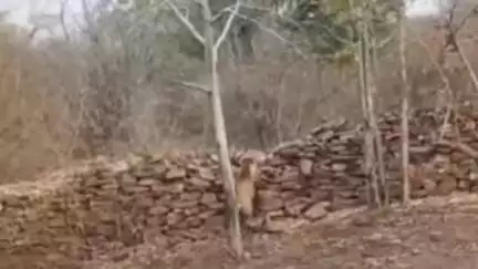 नौहट्टा: रेहल गाँव के पास कैमूर हिल्स में टाइगर दिखने की अफवाह निकली झूठी, वन विभाग ने वायरल वीडियो को बताया फेक