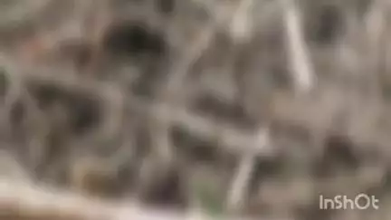 मुंगेली: मुंगेली में लापता बच्ची के मामले में मां, पिता और भाभी का होगा नार्को टेस्ट
