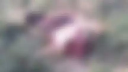 स्वार: रहमतगंज के जंगल में तेंदुए ने गाय के बछड़े का किया शिकार, ग्रामीणों ने तेंदुए को पकड़वाने की की मांग