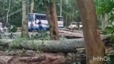 കോന്നി: കല്ലേലി നടുവത്തുംമൂഴിയിൽ കാട്ടാന പനമരം റോഡിലേക്ക് തള്ളിയിട്ടു