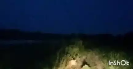 धामपुर: शेरकोट क्षेत्र के गांव हादकपुर के जंगल में किसानों के ट्रैक्टर के सामने गुलदार आने से मचा हड़कंप