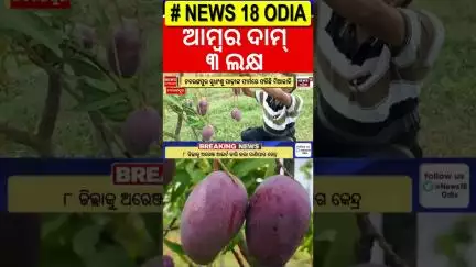 ନବରଙ୍ଗପୁରରେ ଫଳିଛି ଲକ୍ଷେ ଟଙ୍କିଆ ଆମ୍ୱ | Miyazaki mango in Nabarangpur | 1 lakh rupee mango | Odia New