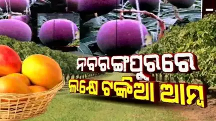 ନବରଙ୍ଗପୁରରେ ଫଳିଛି ଲକ୍ଷେ ଟଙ୍କିଆ ଆମ୍ୱ | Miyazaki mango in Nabarangpur | 1 lakh rupee mango | Odia New