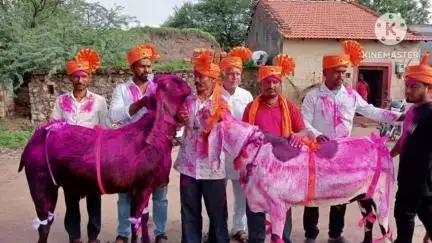 ಚಿಕ್ಕೋಡಿ: ಚಿಕ್ಕೋಡಿ ತಾಲೂಕಿನ ಇಟ್ನಾಳ ಗ್ರಾಮದಲ್ಲಿ 5.10 ಲಕ್ಷಕ್ಕೆ ಎರಡು ಮೇಕೆ ಮಾರಾಟ