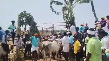 திருப்பத்தூர்: கக்காட்டிருப்பில் கிராமத்தில் புரவி எடுப்பு திருவிழாவை முன்னிட்டு  மஞ்சுவிரட்டு - 5 பேர் மீது வழக்கு பதிவு