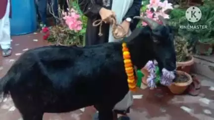 सरायकेला: राजबांध, जामा मस्जिद समेत विभिन्न ईदगाहों में बकरीद मनाई गई