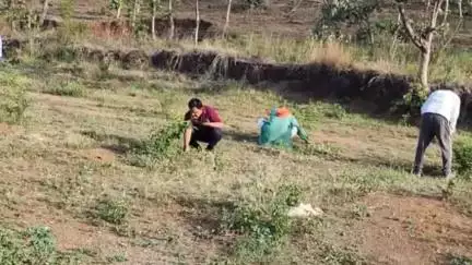 चांद: चांद नगर में 'एक पेड़ मां के नाम' अभियान के तहत पौधारोपण किया गया