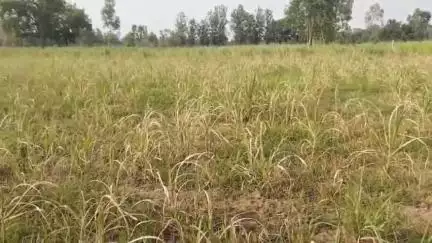 बीसलपुर: घियोना गांव में किसान ने खेत में खरपतवार करने की दवा का किया उपयोग, दवा के साइड इफेक्ट से गन्ने की फसल भी सुखी
