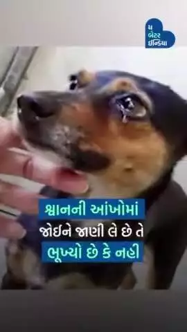 400થી વધુ શ્વાનોને ખવડાવે છે રાજકોટનાં તેજસભાઈ જોશી | Animal Rescue| Rajkot| Tejas Joshi