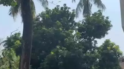 চণ্ডীতলা ২: হুগলির কোন্নগরে একটি বাড়ির গাছ থেকে আম পাড়া কে কেন্দ্র করে কিশোরকে ব্যাপক মারধর, অভিযোগ পরিবারে,র ভর্তি হাসপাতালে