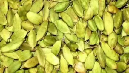 बागेश्वर: खबडोली गांव में चोरों ने उजाड़ी 10 नाली खेत में उगी इलायची की फसल, किसान ने जताया रोष