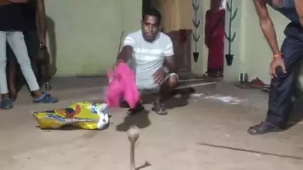 ଗୋବିନ୍ଦପୁର: ଗୋବିନ୍ଦପୁର ଭିଏଏସ କଲୋନୀ ରୁ ନାଗ ସାପ ଉଦ୍ଧାର