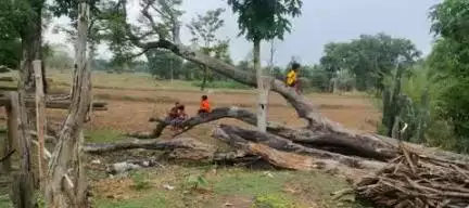 काय मंजा हरिक राहा जीया दादा,
अई आय जीवना चो मुर राज।
रान बन के राखा करा बचाहा,
तेबे बाचा से,बाच दे लमहा कोडरी बाघ।