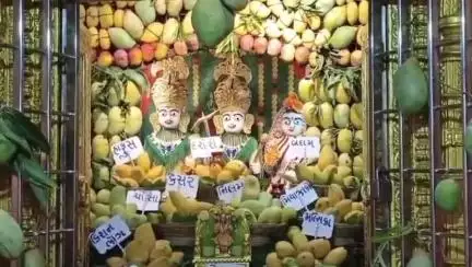 ભરૂચ: ભરૂચના દાંડિયા બજાર સ્થિત શ્રી સ્વામિનારાયણ મંદિર ખાતે 700 કિલો કેરીનો આમ્રોત્સવ યોજાયો હતો.