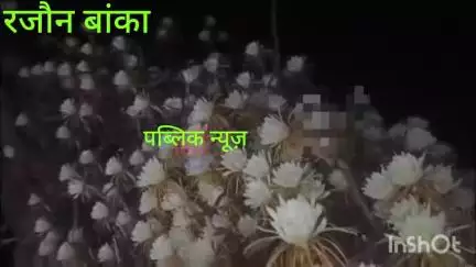 कल्पना आकर्षक जनक चौकाने वाला एक घटना आई सामने सुख वृक्ष पर खिल उठा फूलों का बागी वीडियो देखें पब्लिक न्यूज़ पर