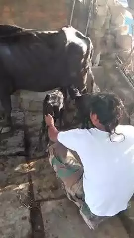 वि.गढ़ जिला कटनी मध्यप्रदेश धनेड़ी खुर्द मे भैस के 2 बच्चे राजाराम साहू 🙏🙏🙏🙏