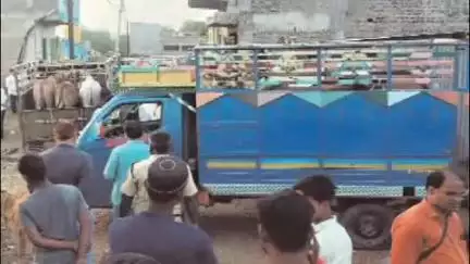 मलकापूर: शहरातील पारपेठ भागातील हाश्मीनगर भागातून १६ गोवंशाची सुटका, एका जणांविरुद्ध शहर पोलिसांत गुन्हा दाखल