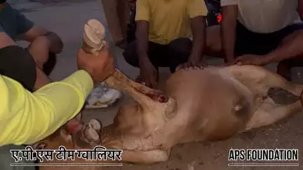 उसके पैर में ट्यूमर मैं कीड़े पड़ गये और मालिक ने उसका इलाज नहीं करवाया 🙏🏻

Respect Girls help poor help animals 

#apsgurjar #gwalior #cow