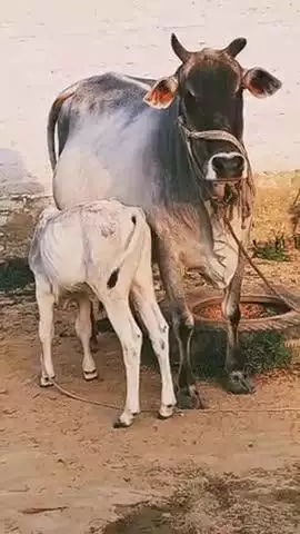 जय गौ माता जय गोपाल अपने गांव में गोधूली के समय का मनोरम दृश्य