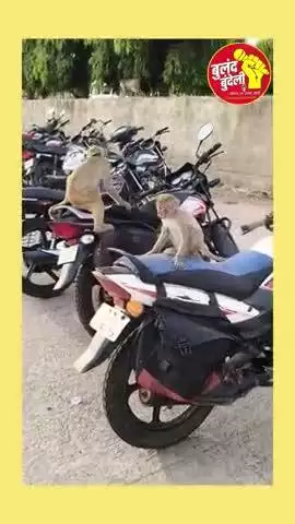 मानव के जैसे समझदार बानर देखें ।।