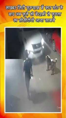 गुरुग्राम: साइबर सिटी गुरुग्राम में कार स्टंट के बाद कुत्ते को बेरहमी से कुचला, सीसीटीवी में कैद