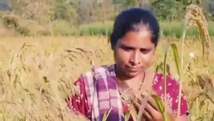 તાલોદ: ખેતરોમાં થ્રેસર ધમધમ્યાં  જિલ્લામાં ઉપાડ નીકળતાં તાપમાનનો પારો ફરીથી વધવા લાગ્યો માવઠાનો માર બાદ ખેડૂતો બાજરી કાઢવામાં
