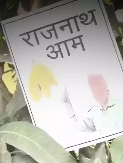देश के रक्षा मंत्री के नाम पर रखा गया इस 'आम' का नाम, बेहद खास है वजह!